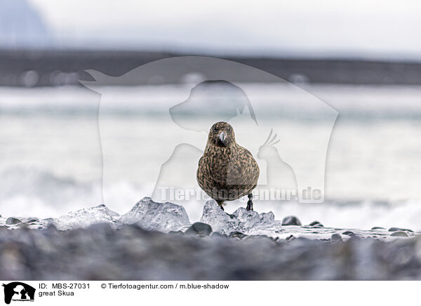 Groe Raubmwe / great Skua / MBS-27031