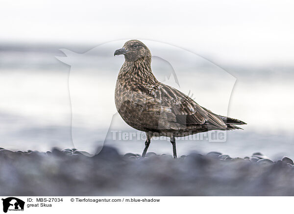 Groe Raubmwe / great Skua / MBS-27034