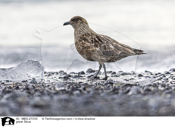 Groe Raubmwe / great Skua / MBS-27035