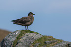 great skua