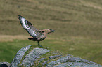 great skua