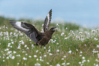 Great Skua