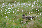 great Skua