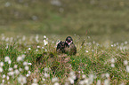 great Skua