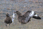 Great Skua