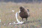 Great Skua
