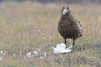 Great Skua