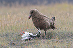 Great Skua