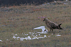 Great Skua