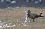 Great Skua