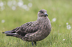 skua