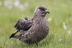 skua
