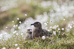 skuas