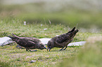 skuas