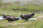 skuas