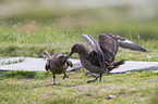 skuas