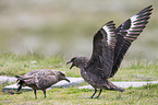 skuas