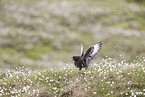 skua