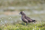 skua