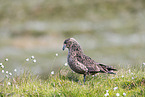 skua