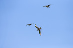 skuas