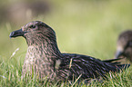 skua