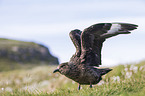 skua