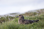 skua