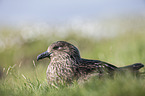 skua