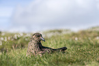 skua