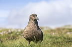 skua