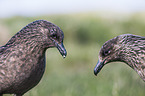 skuas