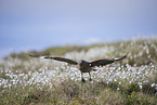 skua