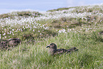 skua