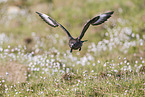 skua