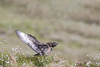 skua