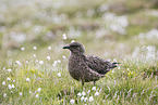 skua