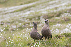 skuas