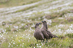 skuas