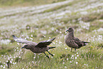 skuas