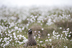 skua