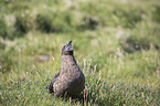 skua