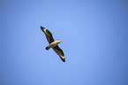 skua