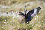 skua