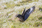 skua