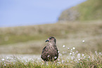 skua