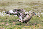 skua