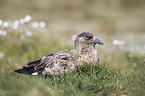 skua