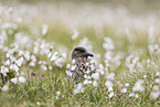 skua