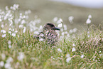 skua